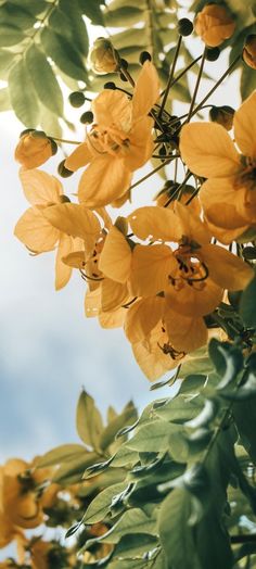 the yellow flowers are blooming on the tree