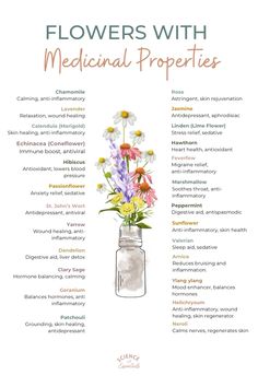 Flowers with medicinal properties, natural medicines, science of essentials, chamomile, clary sage Mountain Medicine, Medicinal Flowers, Alternative Medicine Holistic Healing, Natural Medicine Recipes, Holistic Esthetician, Natural Medicines, Oil Cleansing