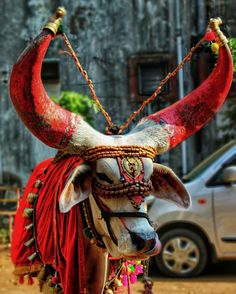 a bull with horns and decorations on it's head standing in front of a car