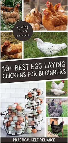 chickens are laying on the ground and standing in front of their cages with text overlay that reads, 10 best egg laying chickens for beginners practical self reliance