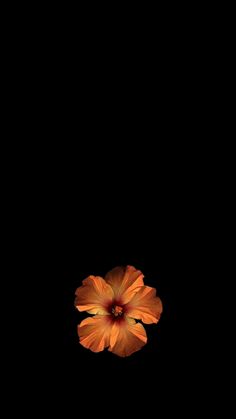 an orange flower is in the dark on a black background