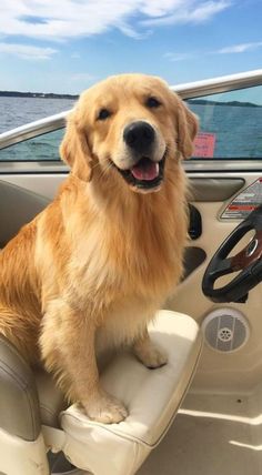 a golden retriever sitting in the driver's seat of a boat with its tongue hanging out