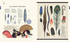 an illustrated book with different types of feathers