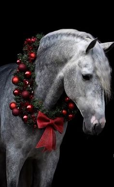 a gray horse wearing a christmas wreath on it's head with red ornaments around its neck