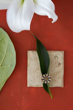 a white flower sitting on top of a piece of paper next to a green leaf