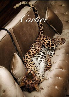 a leopard laying on top of a couch next to pillows and a pillow with the caption cartier