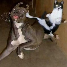 Ninja Cats, Chuck Norris, Funny Cat Pictures