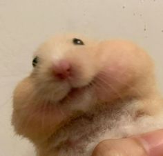 a hamster is being held in the palm of someone's hand while it looks up