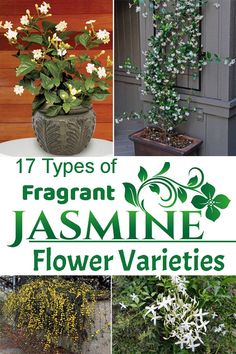 different types of flowers and plants with the title 17 types of fragrantt jasmine flower varieties