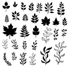 black and white silhouettes of leaves on a white background, each with different shapes