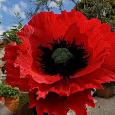 a large red flower with black stamens