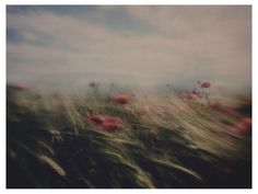 a field full of red flowers under a cloudy sky