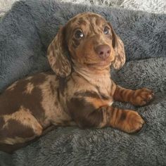 a brown and black dog laying on top of a gray blanket next to a wall