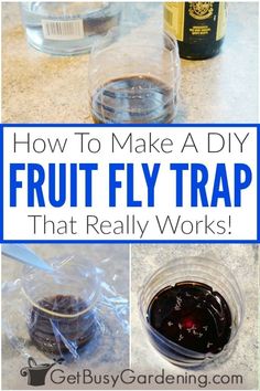 how to make a diy fruit fly trap that really works