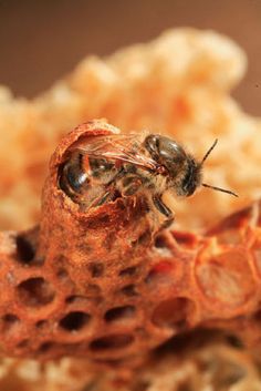 a bee sitting on top of a piece of bread