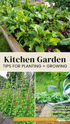 garden tips for planting and growing