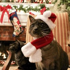 a cat wearing a santa hat and scarf sitting next to another cat in front of a fireplace