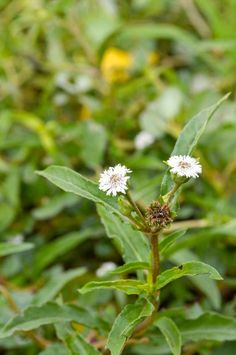 small white flowers are growing in the grass