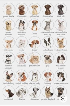 a poster with many different breeds of dogs