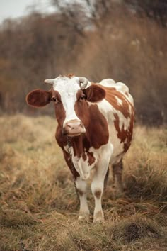 a brown and white cow standing on top of a dry grass covered field with trees in the background