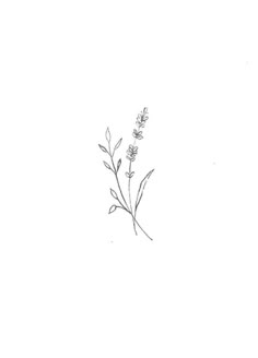 a black and white drawing of a plant