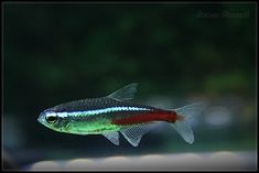 a red and blue fish swimming in an aquarium with dark green water behind it's head