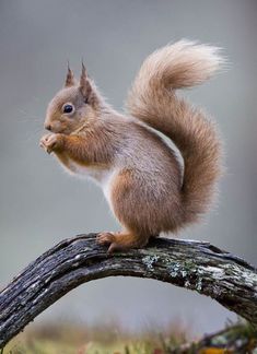 a squirrel sitting on top of a tree branch