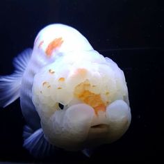 an orange and white fish is looking at the camera