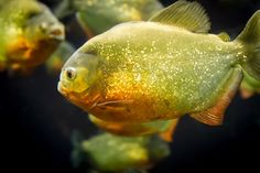 a group of small yellow fish swimming in an aquarium