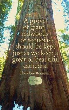 a quote on the side of a tree that reads, a grove of giant redwoods or sequas should be kept just as we keep a great or beautiful cathedral