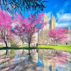 the trees are blooming in front of the building and reflecting on the water surface