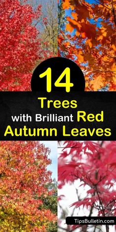 Trees With Red Leaves, Red Autumn Leaves, Cornus Florida, Homestead Lifestyle, Fall Color Trees, Hickory Tree, Acer Rubrum, Growing Trees