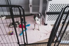 a dog is standing in its kennel at the bottom of stairs