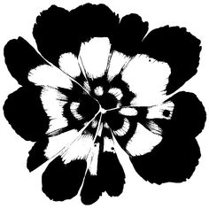 a black and white flower on a white background