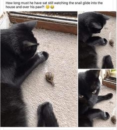 a black cat laying on the floor next to a window and looking at a snail