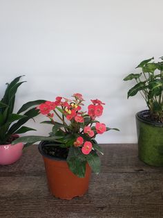 three potted plants sitting on top of a wooden table