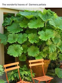 two chairs sitting next to each other in front of a potted plant with green leaves