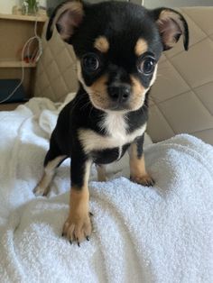 a small black and brown dog sitting on top of a bed