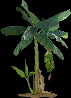 a banana tree with green bananas hanging from it's branches, and another plant in the background