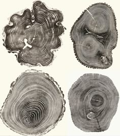 four different types of tree rings