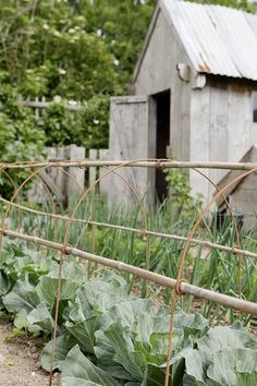 a garden with lots of green vegetables growing in the ground next to a shed and fence