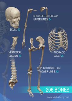 the bones and their functions are labeled in this diagram, which shows the different types of skeletal