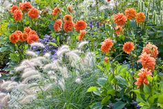 many different types of flowers and plants in a garden with tall grass, purples, oranges and reds