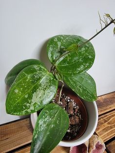 a potted plant sitting on top of a wooden table next to a piece of bread