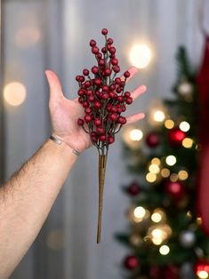 a hand holding a small red berry plant in front of a christmas tree