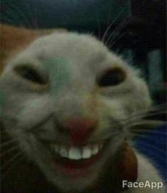 a close up of a cat smiling with it's mouth open