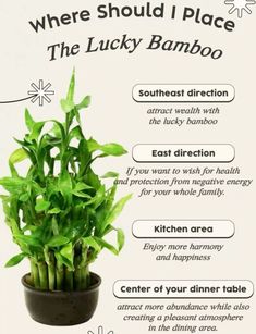 the lucky bamboo plant is in a pot with instructions on how to care for it