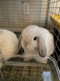 two white rabbits sitting in a cage next to each other and looking at the camera