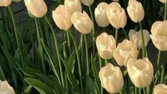 white tulips are blooming in the garden