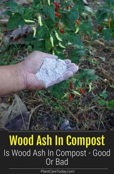 someone holding something in their hand that says, wood ash in compost is wood ash in compost good or bad?